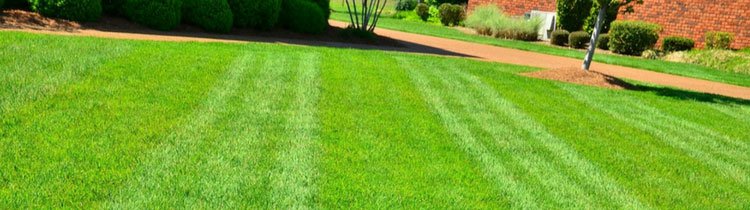 6 Lawn Care Mistakes That Can Ruin Your Yard in Long Island
